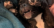 June is registered to the contest to win money with this photo: bed, black_and_white, blanket, canine, close_up, cozy, cuddly, cute, dog, fur, indoor, paws, pet, playful, portrait, puppy, sleepy, snout, soft_texture, teeth
