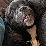 June is registered to the contest to win money with this photo: animal, black_fur, blanket, close_up, comfort, couch, cozy, dog, face, fur_texture, indoor, nose, pet, relaxed, resting, sleeping, smiling, teeth, whiskers, white_fur