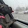 June joined the competition — help win amazing prizes! blanket, brindle, canine, car_interior, car_window, dog, harness, licking, looking_out, overcast, parking_lot, paw, pet, puppy, rain, raindrops, seat, tongue, wet, window