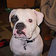 Rosey is registered to the contest to win money with this photo: animal, blanket, brown_furniture, canine, carpet, collar, companion, curtain, dog, domestic, face, floor, furniture, household, indoor, pet, room, sitting, watchful, white_dog