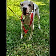 Precious joined the competition — help win amazing prizes! dog, medal, red_ribbon, grass, outdoor, pet, animal, leash, white_dog, black_patch, victory, champion, proud, summer, sunlight, nature, muzzle, ears, standing, canine