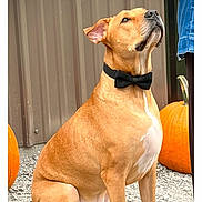 Red is registered to the contest to win money with this photo: dog, bow_tie, portrait, sitting, outdoor, pumpkin, autumn, gravel, brown_dog, short_hair, collar, pet, animal, canine, looking_up, festive, costume, yard, photography, screenshot