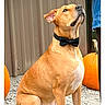 dog, bow_tie, portrait, sitting, outdoor, pumpkin, autumn, gravel, brown_dog, short_hair, collar, pet, animal, canine, looking_up, festive, costume, yard, photography, screenshot