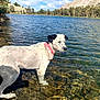 dog, water, lake, rocks, mountains, trees, nature, outdoor, animal, bandana, clear_water, sunlight, reflection, summer, pet, canine, scenic, forest, wildlife, landscape