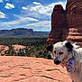 dog, bandana, rock, red_rock, desert, landscape, sky, clouds, people, outdoor, nature, mountain, scenic, animal, pet, fur, spot, hiking, tourist, adventure