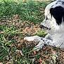 dog, white_dog, black_spots, grass, leaves, outdoor, animal, pet, nature, laying_down, fur, side_view, canine, calm, daylight, close_up, mammal, resting, quiet, spotted