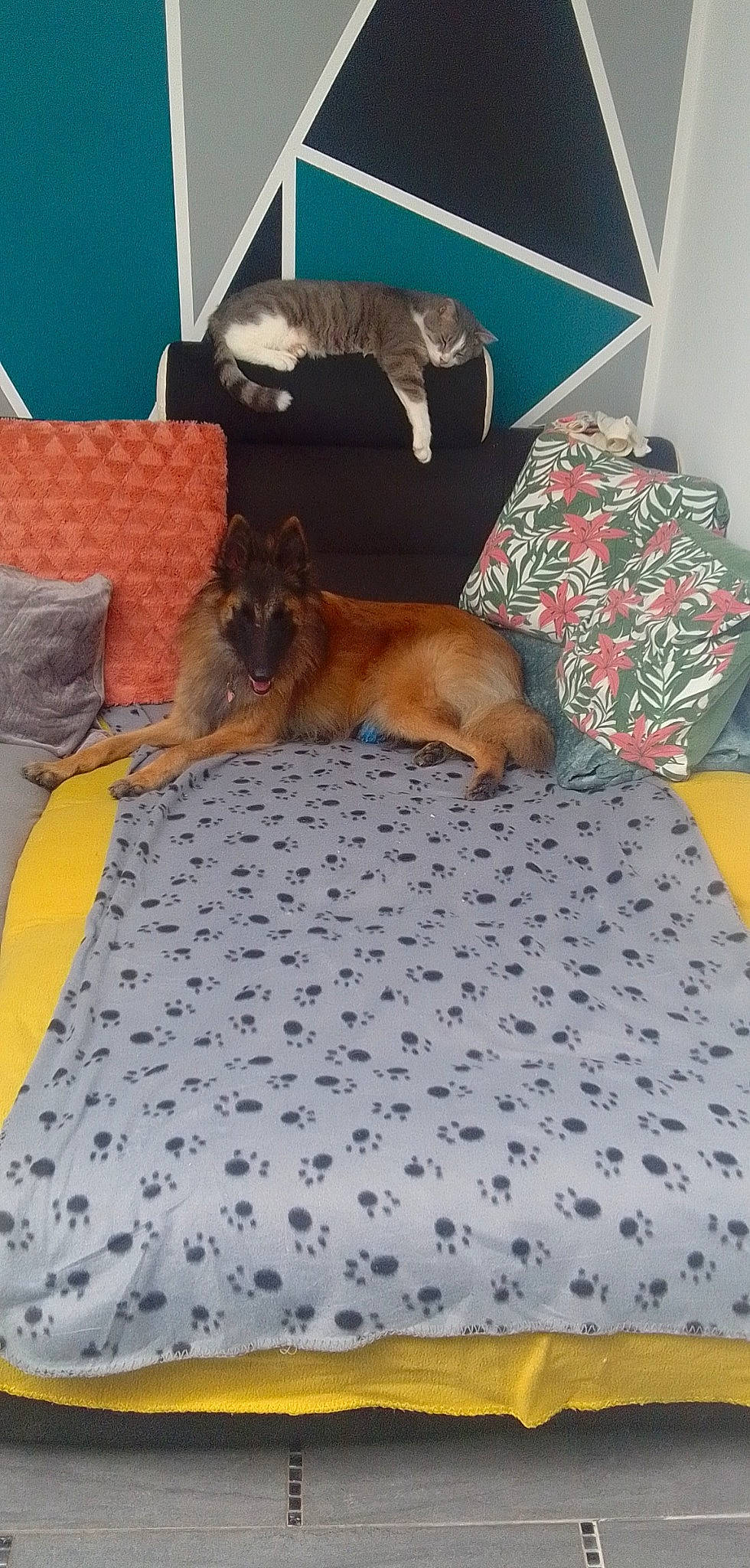 Shanel a rejoint le concours — aidez-le/la à gagner de superbes lots ! bed, bed_sheet, bedding, bedroom, blanket, canidae, comfort, companion_dog, dog, dog_breed, dog_supply, fawn, flooring, hardwood, linens, pattern, room, sporting_group, wood, working_animal