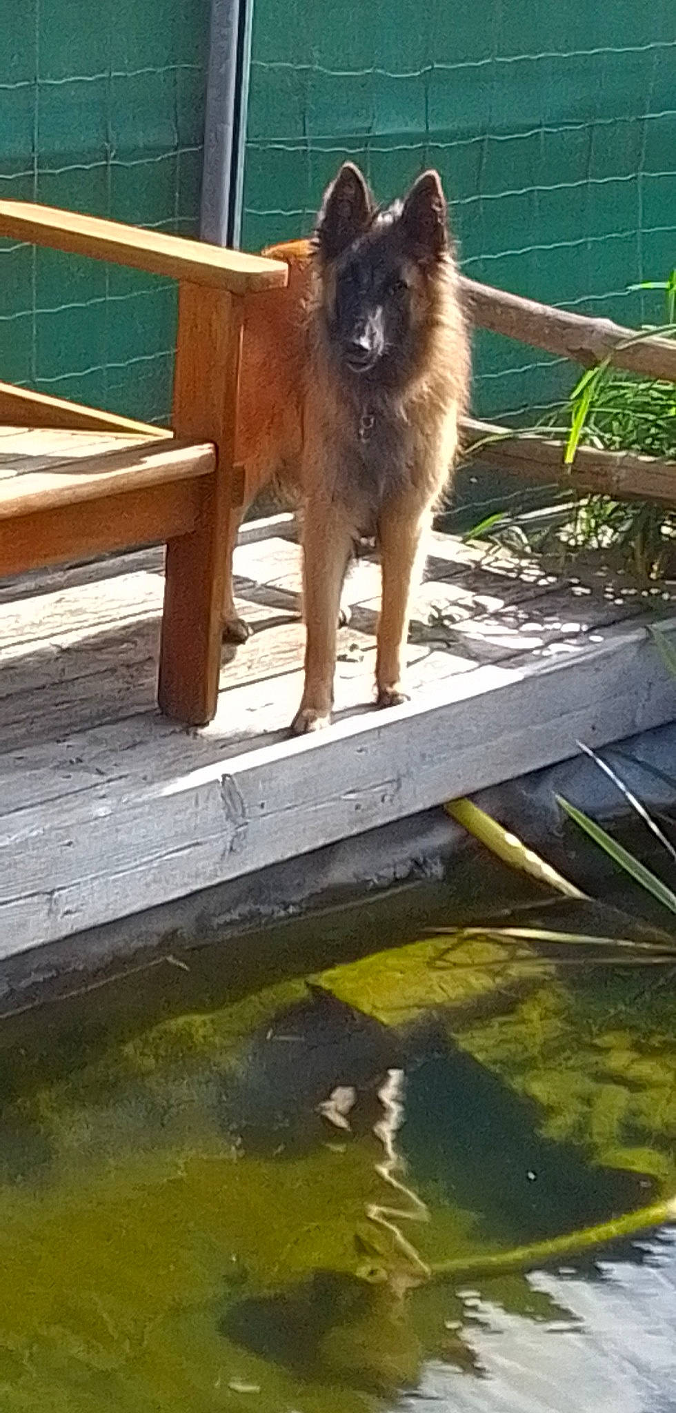 Shanel a rejoint le concours — aidez-le/la à gagner de superbes lots ! canidae, carnivore, companion_dog, dog, dog_breed, fawn, felidae, fur, hardwood, plank, plant, small_to_medium_sized_cats, snout, sporting_group, tail, terrestrial_animal, water, whiskers, wildlife, wood