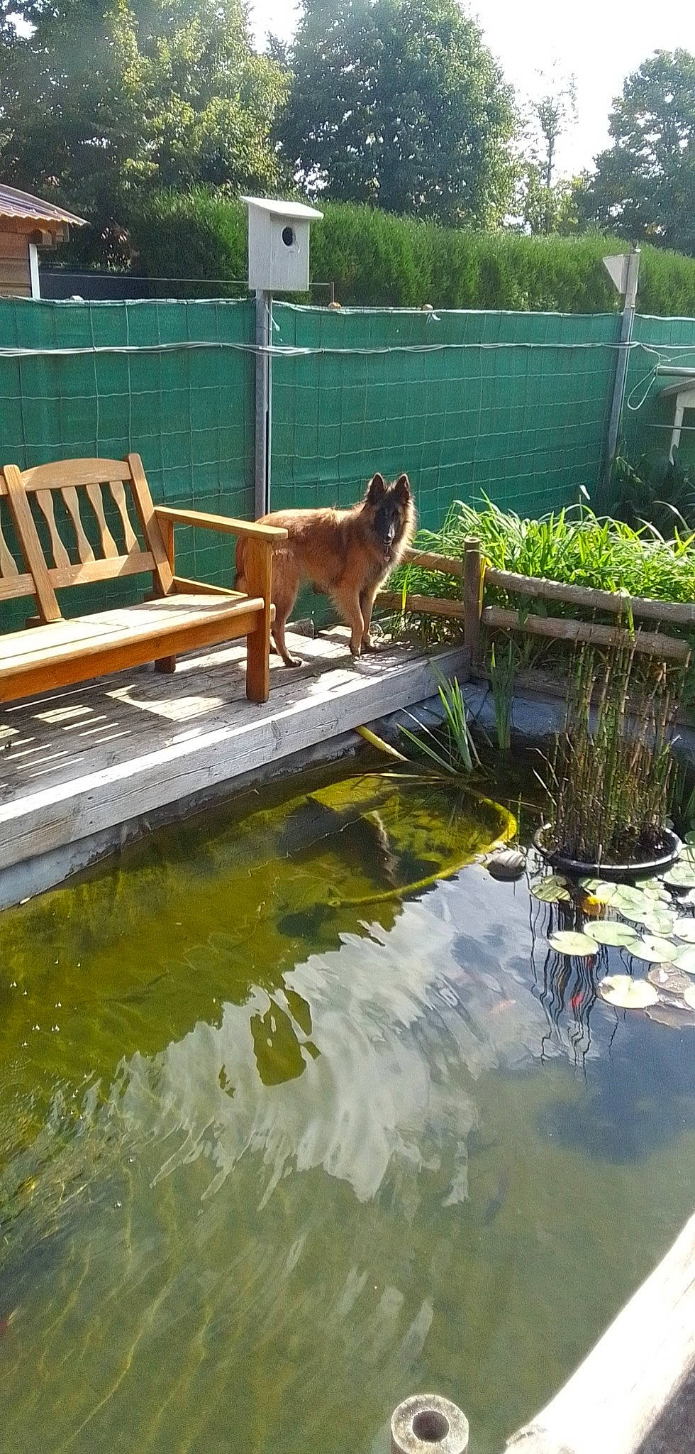 Shanel a rejoint le concours — aidez-le/la à gagner de superbes lots ! bank, carnivore, chair, companion_dog, dog, dog_breed, fawn, fence, garden, grass, lake, landscape, lawn, leisure, outdoor_bench, outdoor_furniture, plant, water, wood, working_animal