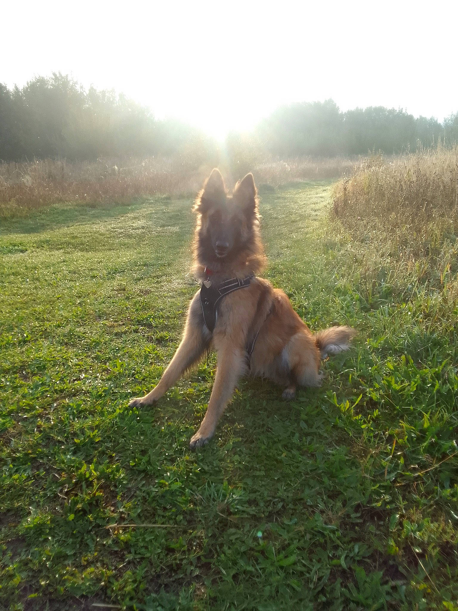 Shanel participe au concours pour gagner de l'argent avec cette photo : carnivore, companion_dog, dog, dog_breed, fawn, german_shepherd_dog, grass, grassland, herding_dog, landscape, lens_flare, morning, pasture, people_in_nature, plant, sky, sporting_group, sunlight, tail, tree