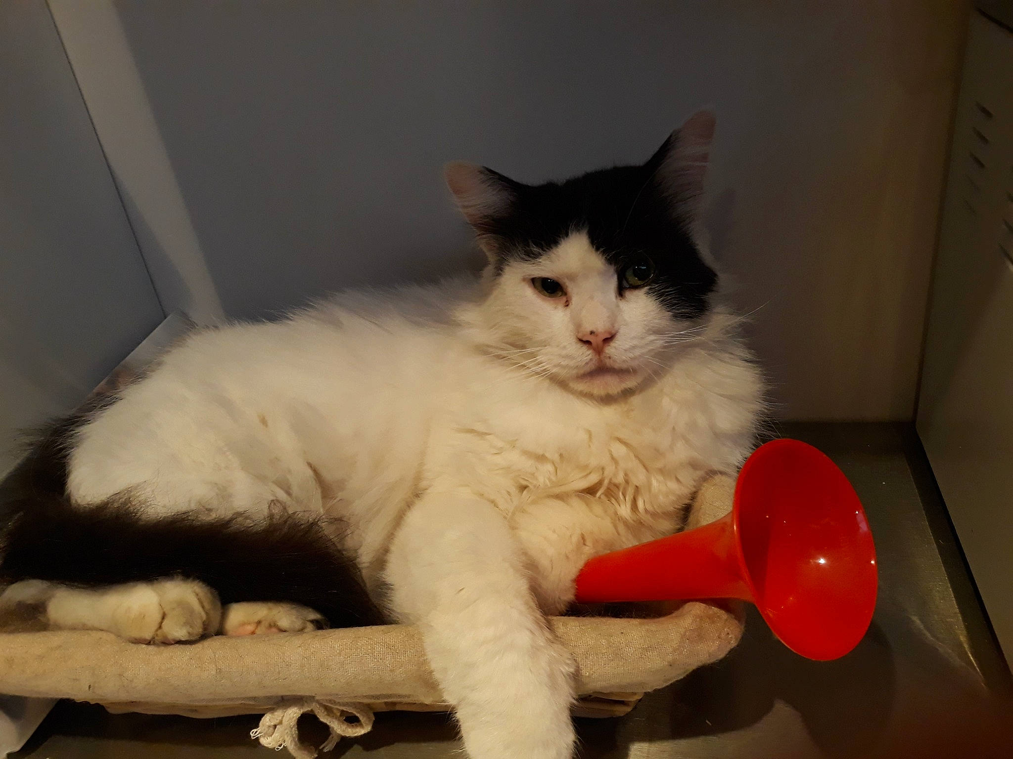 Loushka participe au concours pour gagner de l'argent avec cette photo : aegean_cat, carnivoran, cat, cat_like_mammal, domestic_long_haired_cat, domestic_short_haired_cat, eye, fur, kitten, mammal, norwegian_forest_cat, paw, person, small_to_medium_sized_cats, whiskers