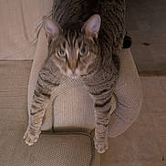 Calypso joined the competition — help win amazing prizes! cat, tabby, furniture, couch, armrest, indoor, pet, animal, striped, floor, tile, relaxing, home, living_room, curious, mammal, whiskers, ears, paws, domestic