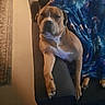 dog, puppy, pet, brown_dog, white_chest, sitting, lap, indoor, home, blanket, blue_blanket, furniture, portrait, short_hair, floppy_ears, black_nose, front_legs, relaxed, sleepy, cozy