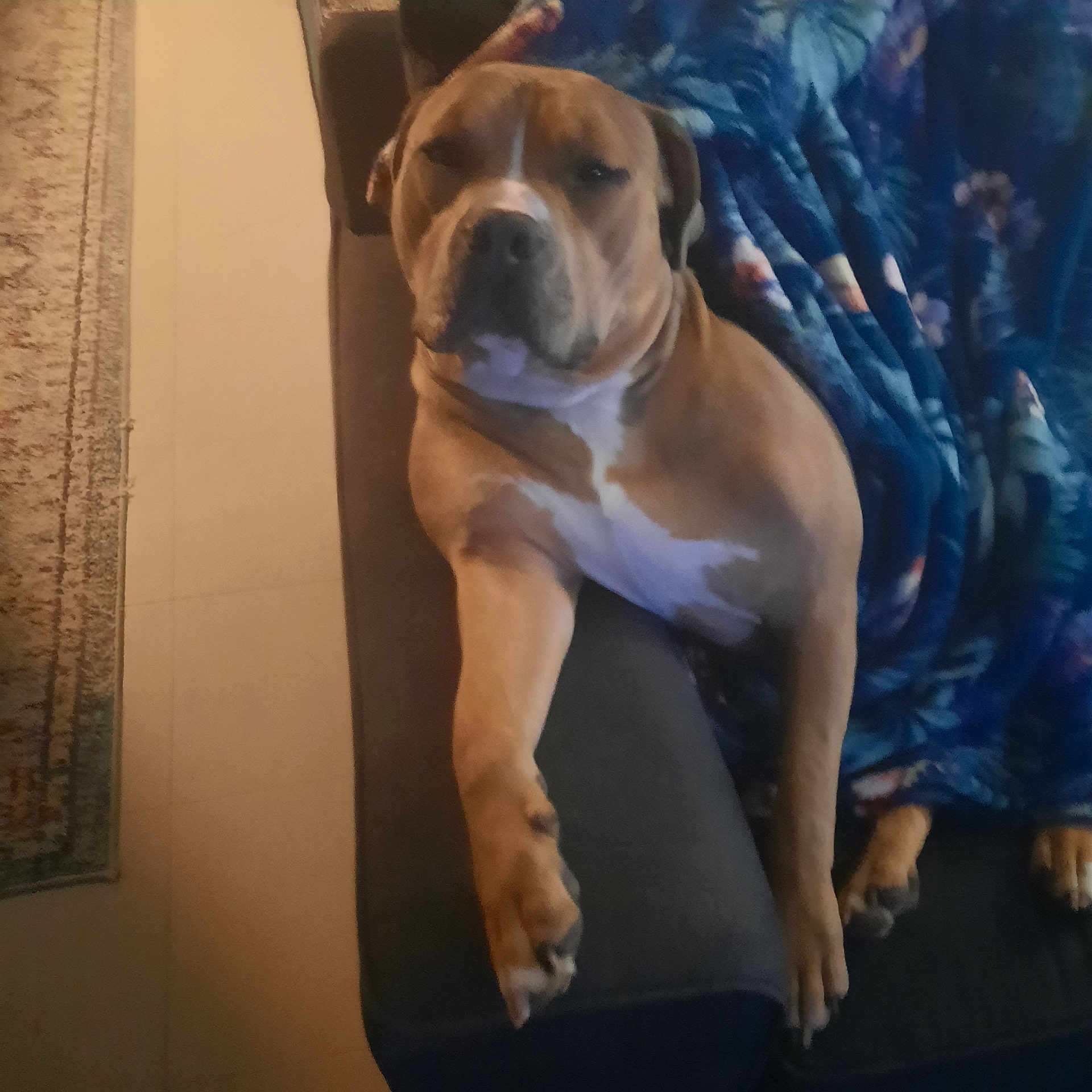 Tucker