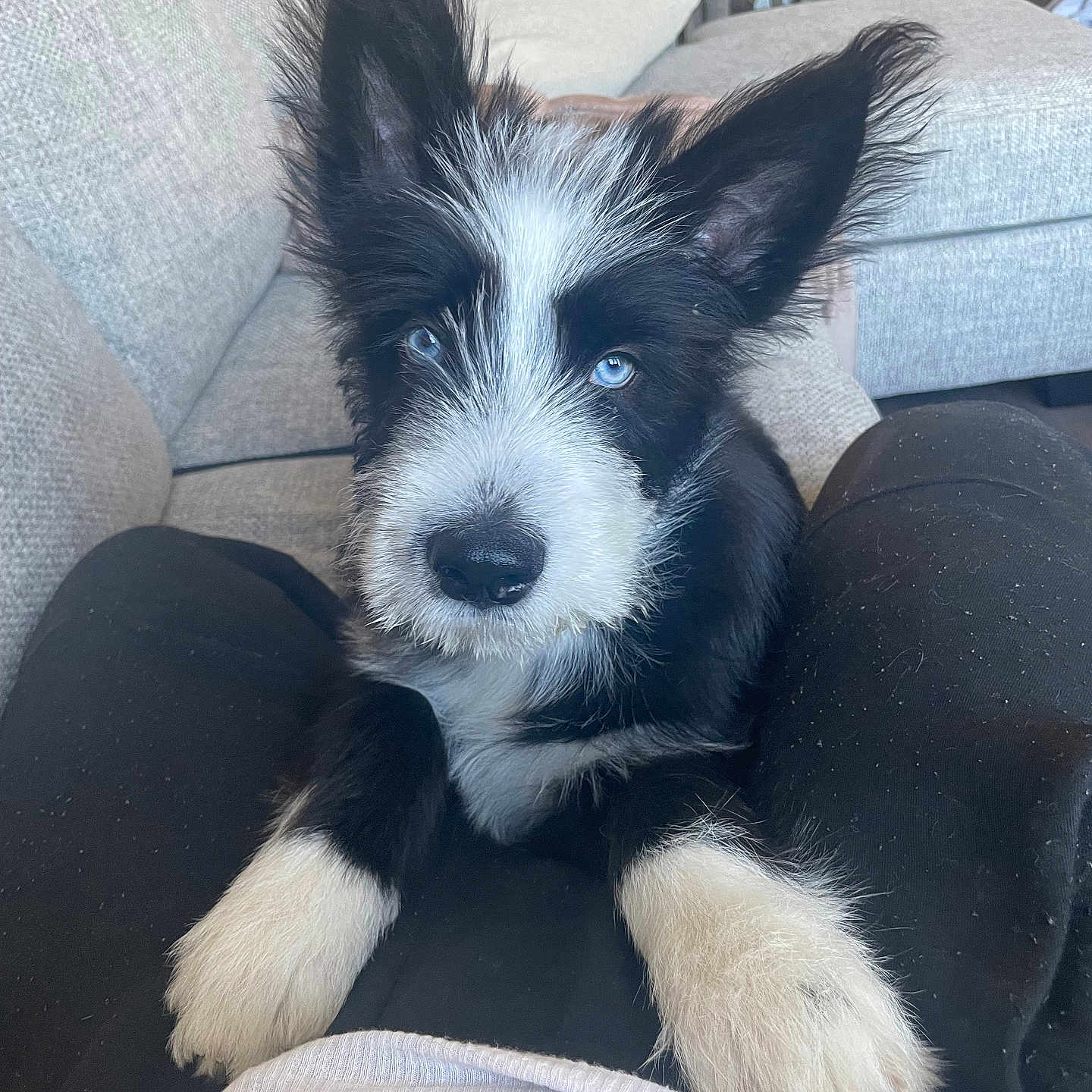 Adonis joined the competition — help win amazing prizes! animal, architecture, building, canine, chair, cockerspaniel, collie, couch, cushion, dog, furniture, homedecor, husky, papillon, person, pet, pillow, puppy, sleeping, terrier