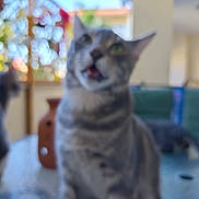Colin joined the competition — help win amazing prizes! animal, background, blur, cat, close_up, daylight, domestic, furniture, glass, gray_cat, greenery, indoor_outdoor, mouth_open, outdoor, pet, plant, sitting, striped, table, unfocused