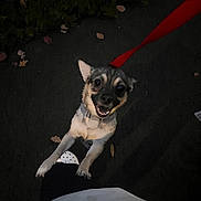 Coco Nugget joined the competition — help win amazing prizes! animal, black, canine, collar, cute, dog, excited, footwear, happy, leash, leaves, looking_up, night, outdoor, pavement, person, pet, shadow, smiling, white