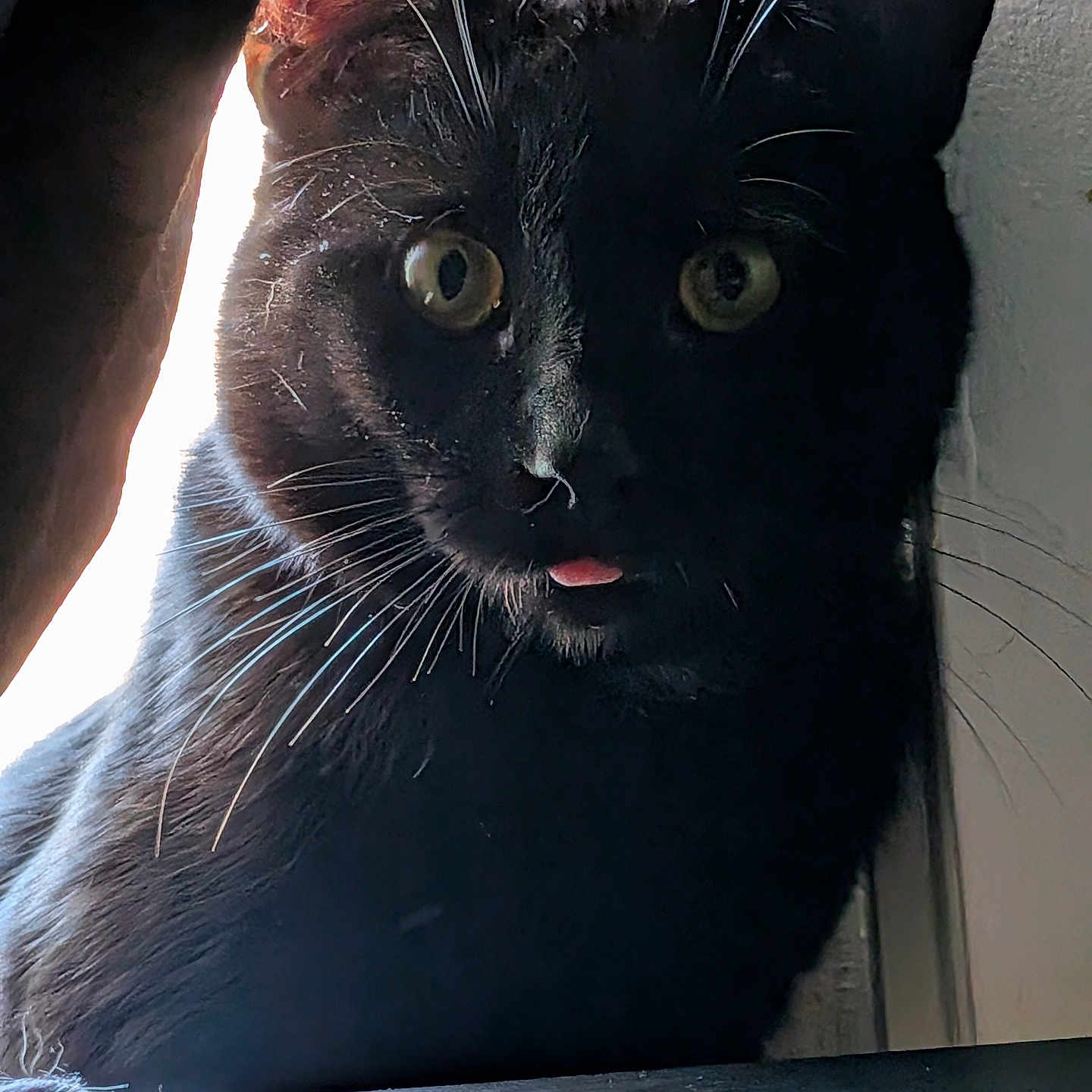 Ollie