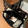 black_cat, cat, yellow_eyes, lying_down, indoor, wooden_floor, cardboard_box, bag, sneaker, stretching, playful, relaxed, pet, floor, domestic, animal, feline, curious, cozy, household