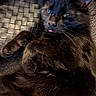 black_cat, cat, pet, animal, feline, tongue_out, fur, whiskers, close_up, indoor, relaxed, cute, playful, texture, woven_mat, black_fur, ears, paw, resting, domestic_animal