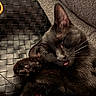 black_cat, cat, sleeping, tongue_out, paw, fur, whiskers, leather_chair, woven_texture, fabric, cozy, pet, resting, animal, indoor, closeup, cute, relaxed, soft_lighting, feline