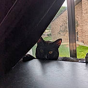 Ollie is registered to the contest to win money with this photo: black_cat, cat, curtain, window, screen, indoor, pet, animal, peeking, greenery, feline, yellow_eyes, shadow, resting, table, surface, daylight, home, quiet, cozy