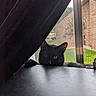 black_cat, cat, curtain, window, screen, indoor, pet, animal, peeking, greenery, feline, yellow_eyes, shadow, resting, table, surface, daylight, home, quiet, cozy