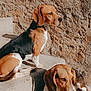 Prune participe au concours pour gagner de l'argent avec cette photo : dog, beagle, canine, pet, outdoor, sunlight, concrete, steps, stone_wall, brown, white, black, tri_color, animal, resting, sitting, ears, nose, fur, daytime
