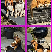Prune participe au concours pour gagner de l'argent avec cette photo : dog, beagle, outdoor, sunlight, patio, grill, furniture, lounge_chair, sleeping, relaxed, concrete, plant, flower, collage, pet, canine, resting, two_dogs, three_dogs, brown_white_black
