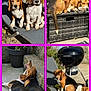 dog, beagle, outdoor, sunlight, patio, grill, furniture, lounge_chair, sleeping, relaxed, concrete, plant, flower, collage, pet, canine, resting, two_dogs, three_dogs, brown_white_black