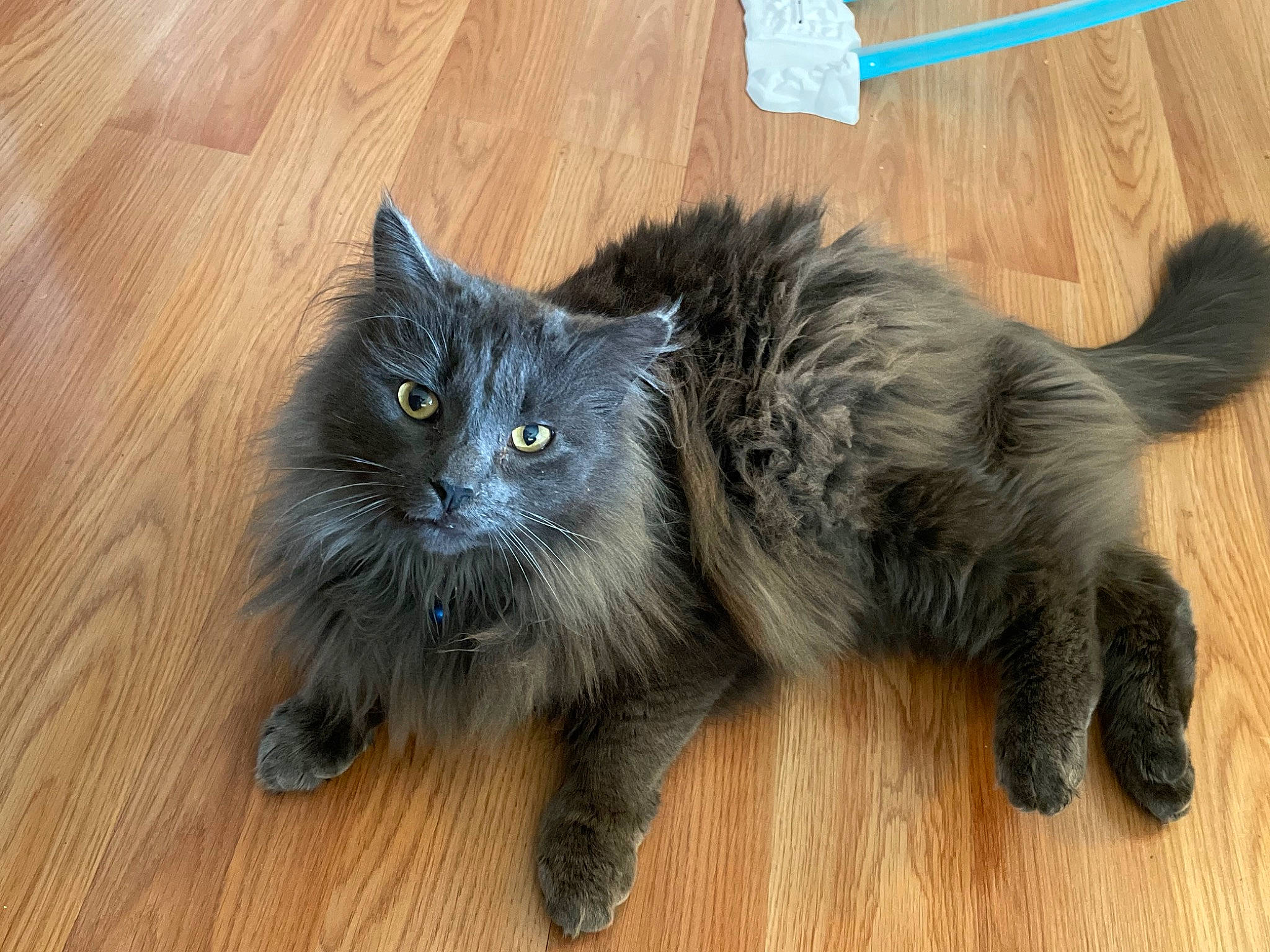 Binx is registered to the contest to win money with this photo: british_longhair, carnivore, cat, domestic_short_haired_cat, fawn, felidae, floor, flooring, fur, grey, hardwood, laminate_flooring, paw, small_to_medium_sized_cats, snout, tail, whiskers, wood, wood_flooring, wood_stain