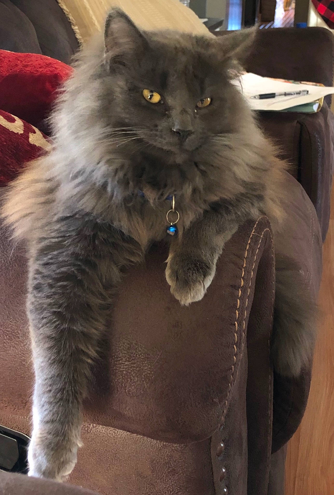 Binx is registered to the contest to win money with this photo: bag, british_longhair, carnivore, cat, claw, comfort, electric_blue, fashion_accessory, fawn, felidae, fur, grey, natural_material, small_to_medium_sized_cats, snout, tail, terrestrial_animal, whiskers