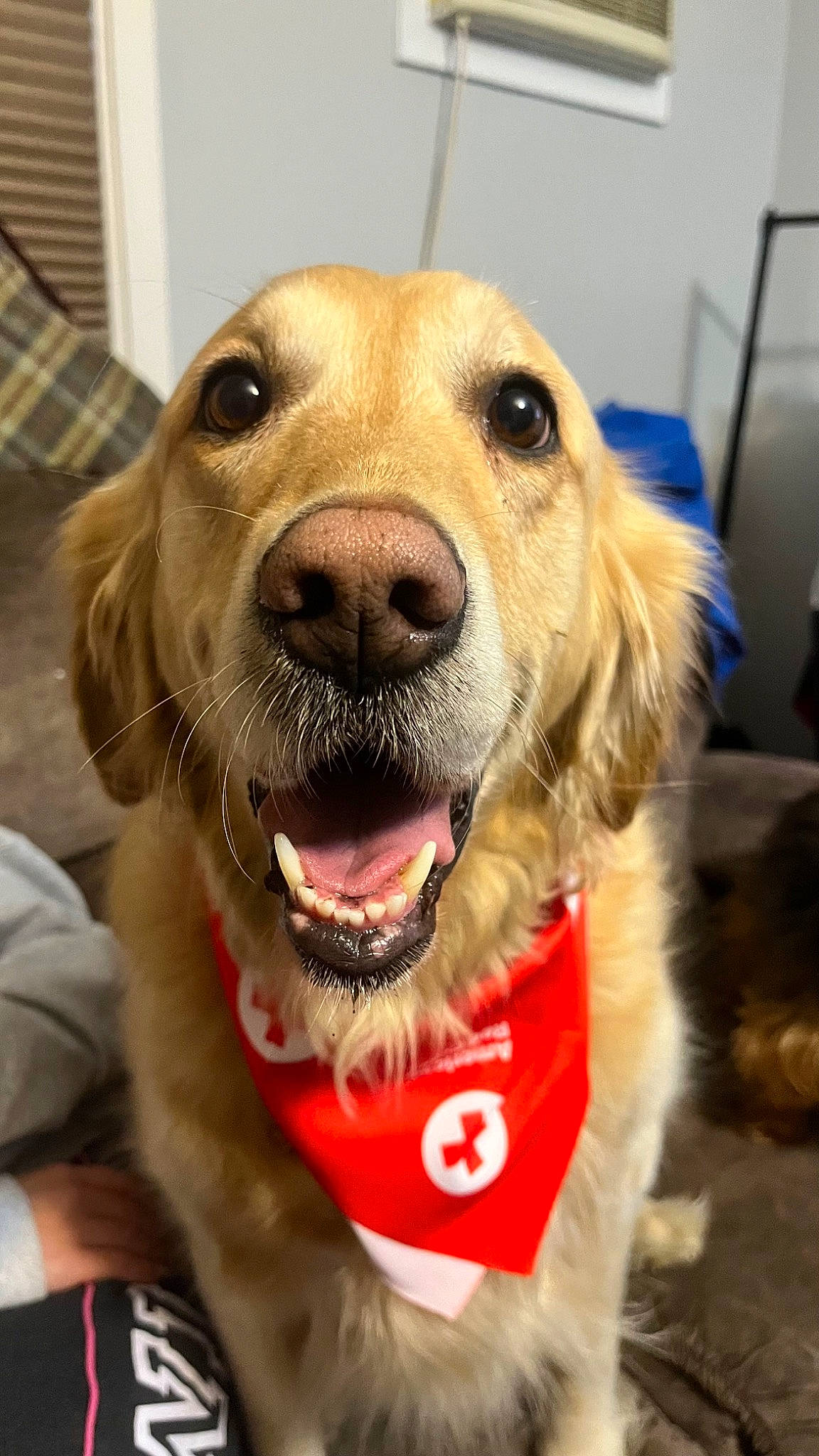 Phoebe Girl is registered to the contest to win money with this photo: canidae, carnivore, collar, companion_dog, dog, dog_breed, dog_collar, fang, fawn, fur, gun_dog, happy, leash, liver, pet_supply, smile, snout, sporting_group, whiskers, working_animal