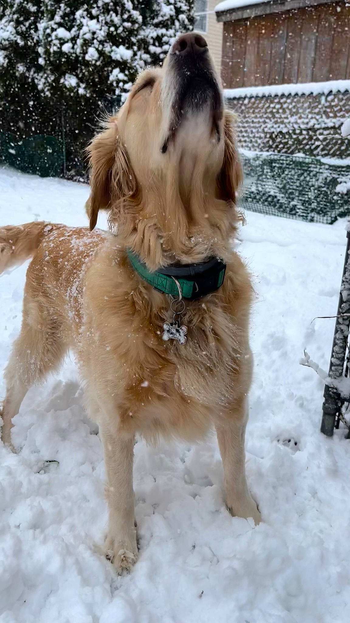 Phoebe Girl is registered to the contest to win money with this photo: canidae, carnivore, collar, companion_dog, dog, dog_breed, dog_collar, dog_supply, fawn, fence, fur, gun_dog, leash, liver, pet_supply, retriever, snout, snow, sporting_group, winter