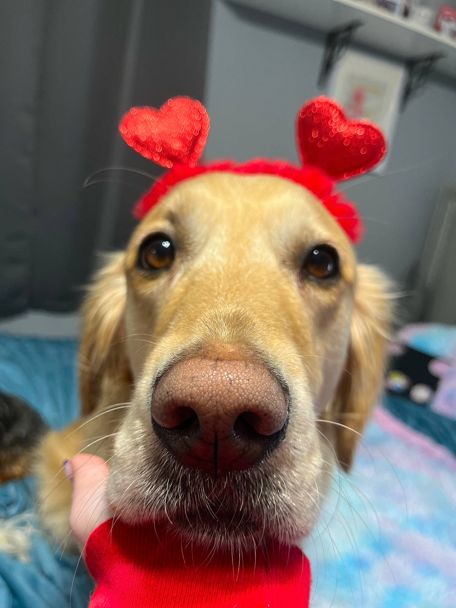 Phoebe Girl joined the competition — help win amazing prizes! canidae, carnivore, collar, companion_dog, dog, dog_breed, dog_collar, dog_supply, ear, fawn, fun, fur, happy, jaw, selfie, smile, snout, sporting_group, whiskers, working_animal