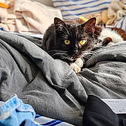 Lily a rejoint le concours — aidez-le/la à gagner de superbes lots ! bed, black_and_white, blanket, cat, closeup, clothing, cozy, domestic_animal, fabric, fur, gray, indoor, pet, relaxed, resting, soft, striped_background, sunlight, whiskers, yellow_eyes