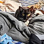 bed, black_and_white, blanket, cat, closeup, clothing, cozy, domestic_animal, fabric, fur, gray, indoor, pet, relaxed, resting, soft, striped_background, sunlight, whiskers, yellow_eyes