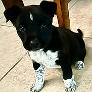 Ozzy is registered to the contest to win money with this photo: puppy, dog, black_and_white, tiled_floor, indoor, paw, ears, eyes, nose, sitting, chair_leg, table_leg, cute, pet, looking_at_camera, whiskers, fur, small, portrait, tile_grout