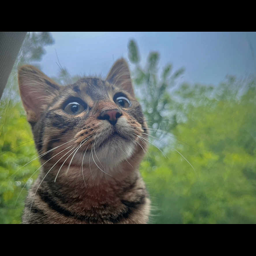 Purrlock Holmes