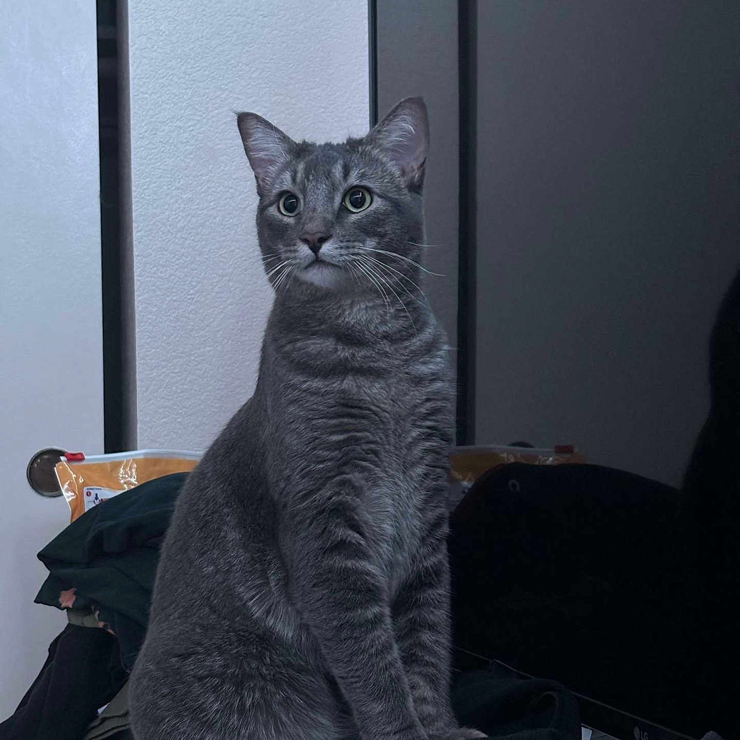 Mouse joined the competition — help win amazing prizes! alert, black, cat, clothes, computer, curious, domestic_animal, ears, feline, fur, furniture, gray_tabby, household, indoor, looking_away, monitor, pet, portrait, sitting, whiskers