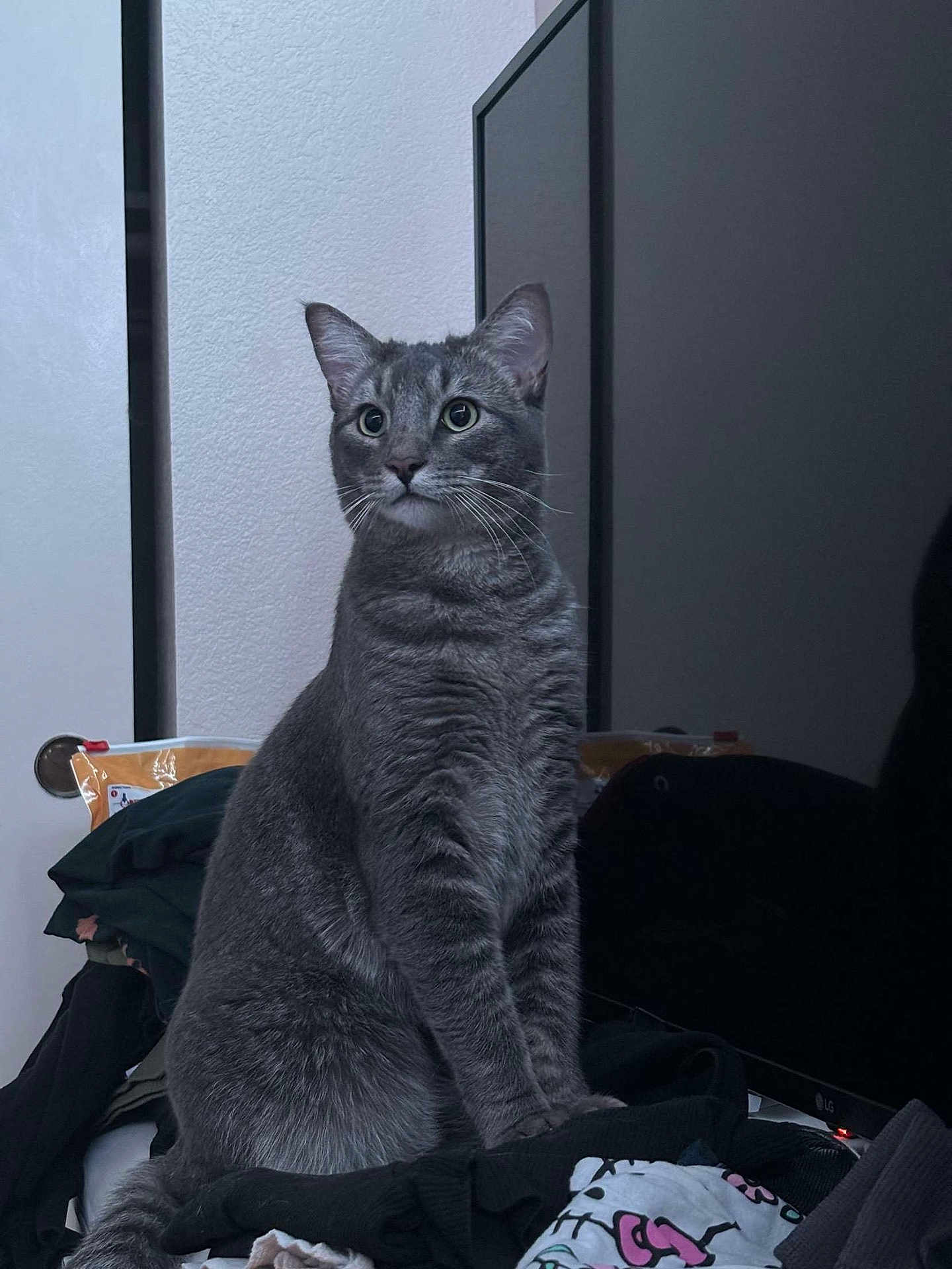 Mouse joined the competition — help win amazing prizes! alert, black, cat, clothes, computer, curious, domestic_animal, ears, feline, fur, furniture, gray_tabby, household, indoor, looking_away, monitor, pet, portrait, sitting, whiskers