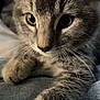 Mouse joined the competition — help win amazing prizes! animal, cat, close_up, curious, cute, denim, eyes, feline, fur, gray_tabby, indoor, kitten, paw, pet, portrait, resting, soft_light, texture, whiskers, young