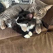Mouse joined the competition — help win amazing prizes! animal, black_and_white_cat, blanket, cat, collar, companionship, couch, cozy, cute, domestic_animal, feline, fur, gray_cat, grooming, indoor, pets, relaxing, resting, snuggling, whiskers