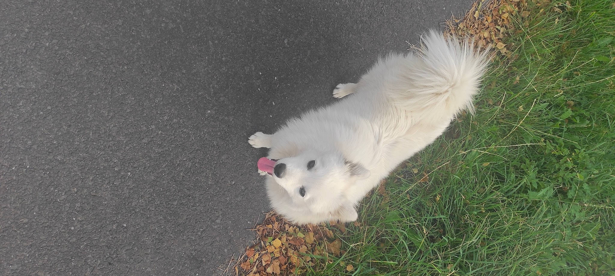 Ushaia participe au concours pour gagner de l'argent avec cette photo : canidae, carnivore, companion_dog, dog, dog_breed, fawn, fur, german_spitz_mittel, grass, plant, samoyed, snout, spitz, sporting_group, tail, terrier, toy_dog, volpino_italiano, whiskers, working_animal