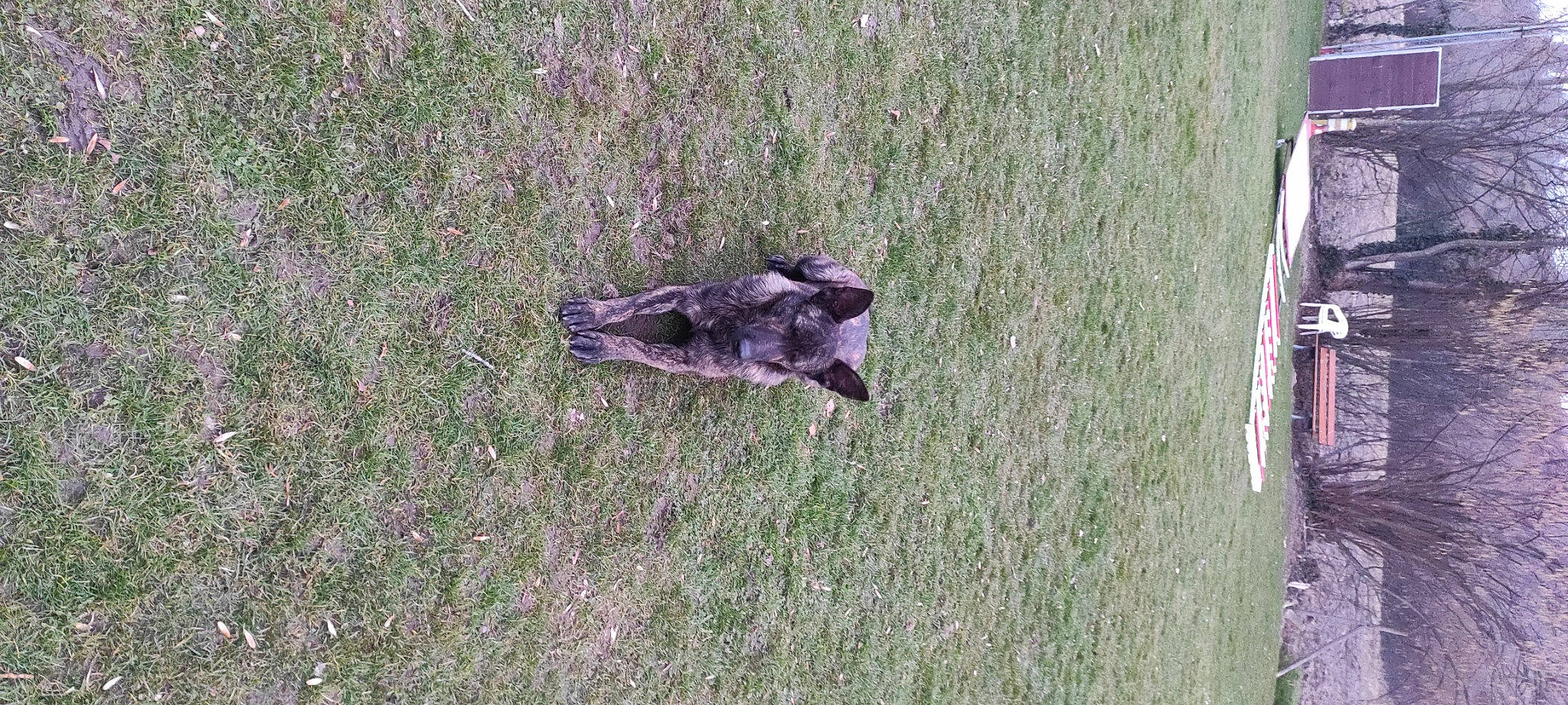 Ushaia a rejoint le concours — aidez-le/la à gagner de superbes lots ! bird, canidae, grass, grass_family, grassland, groundcover, pasture, plant, soil, sporting_group, tail, terrestrial_animal, wood