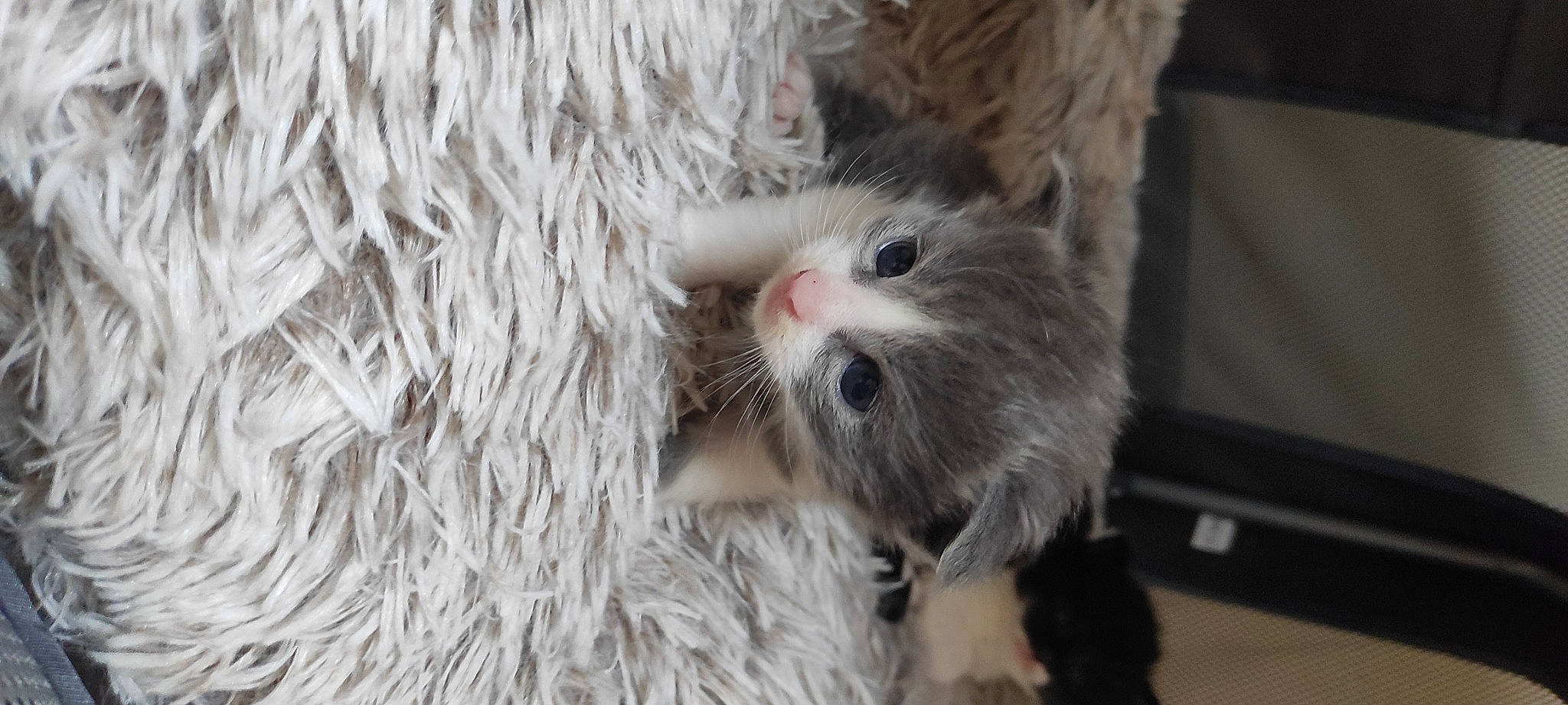 Ulysse participe au concours pour gagner de l'argent avec cette photo : carnivore, cat, claw, domestic_short_haired_cat, fawn, felidae, fur, paw, small_to_medium_sized_cats, snout, terrestrial_animal, whiskers, wood