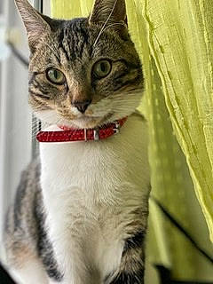 Milor participe au concours pour gagner de l'argent avec cette photo : aegean_cat, american_shorthair, american_wirehair, asian, australian_mist, carnivore, cat, domestic_short_haired_cat, dragon_li, european_shorthair, felidae, kitten, mammal, small_to_medium_sized_cats, snout, tabby_cat, whiskers