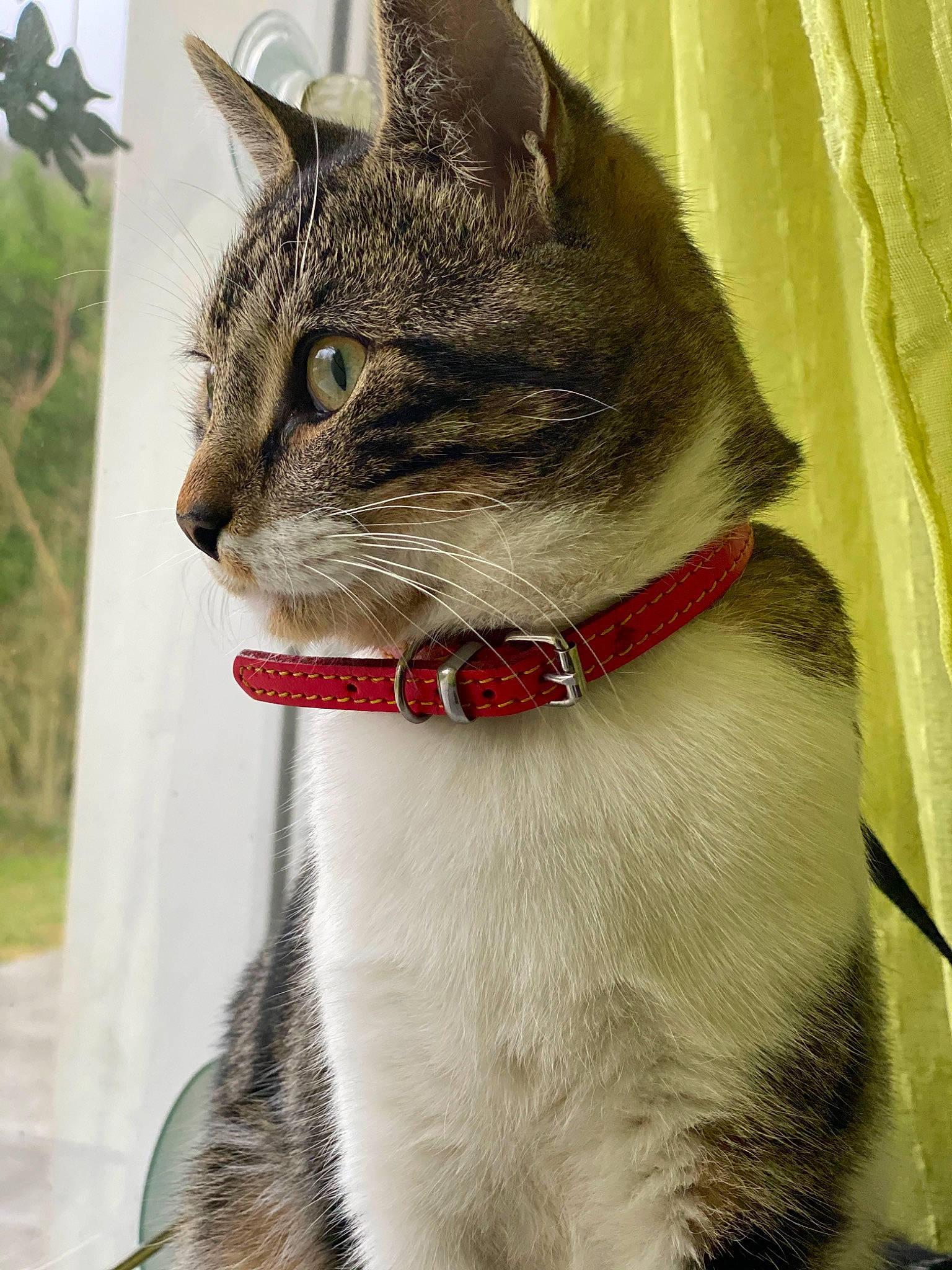 Milor a rejoint le concours — aidez-le/la à gagner de superbes lots ! aegean_cat, american_wirehair, asian, carnivore, cat, collar, domestic_short_haired_cat, european_shorthair, felidae, mammal, small_to_medium_sized_cats, snout, tabby_cat, whiskers