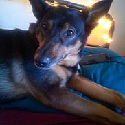 Luna joined the competition — help win amazing prizes! dog, pet, animal, indoor, bed, string_lights, black, tan, fur, ears, face, legs, resting, cozy, home, curious, relaxed, pillow, blanket, sleepy