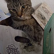 Basch is registered to the contest to win money with this photo: cat, kitten, tabby_cat, cardboard_box, packaging, fur, whiskers, ears, eyes, paws, indoor, wall, closeup, portrait, pet, looking_at_camera, printed_image, typography, special_kitty, box_handle